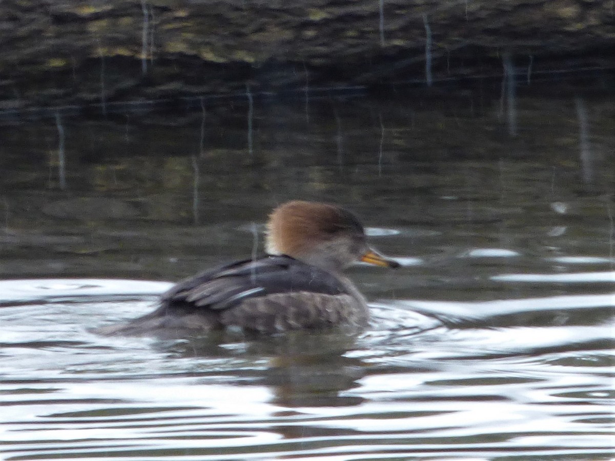 Hooded Merganser - ML310864661