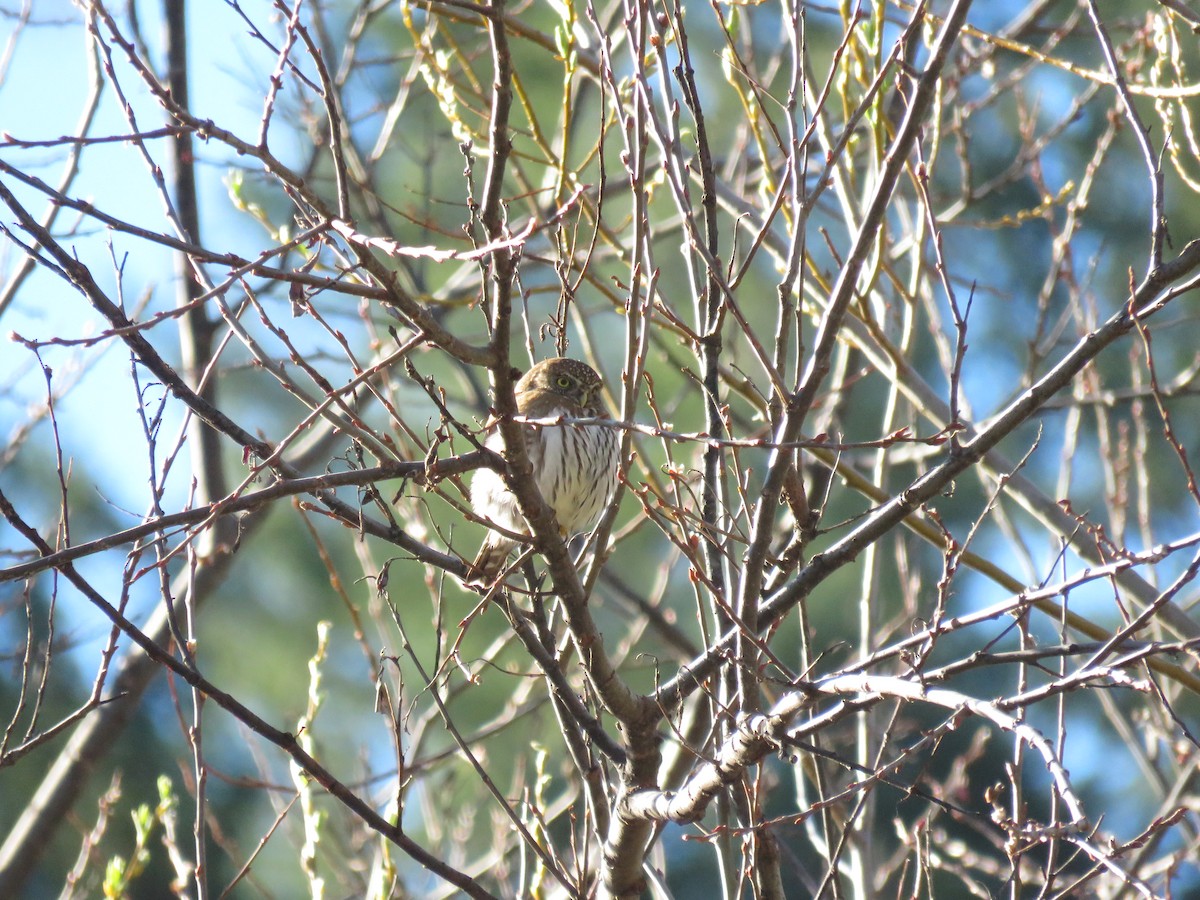 Northern Pygmy-Owl - Morgan Kain