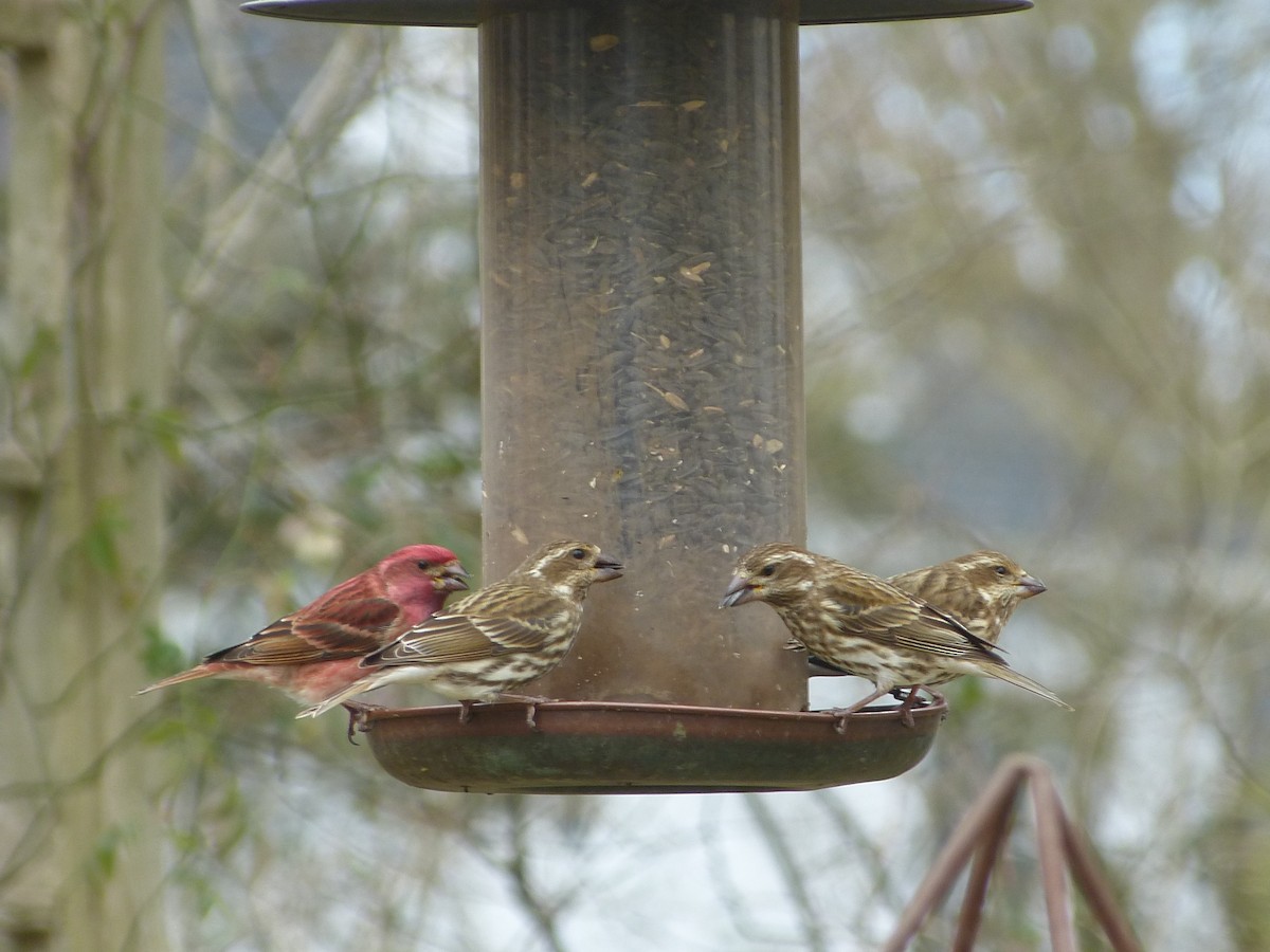 Purple Finch - ML310865471