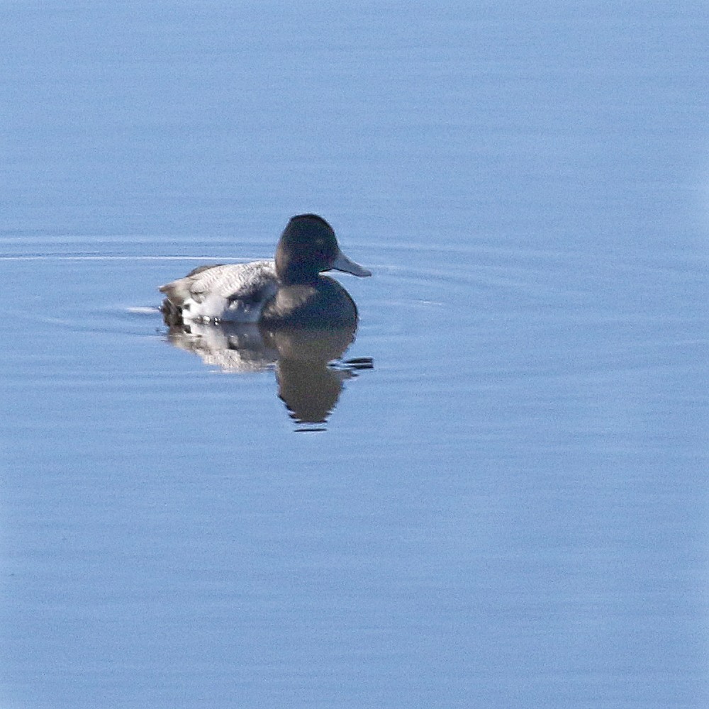 Lesser Scaup - ML310867161