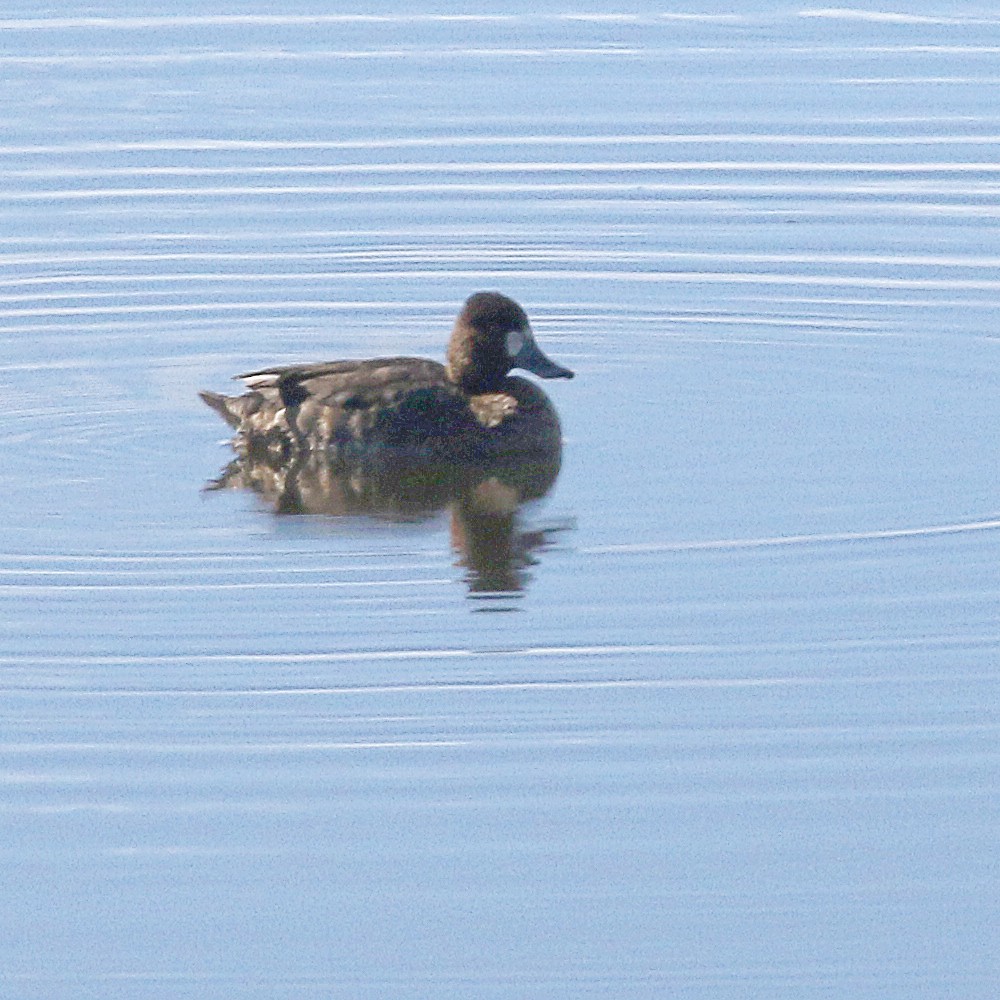 Lesser Scaup - ML310867171