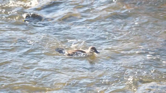 Ruddy Duck - ML310868191