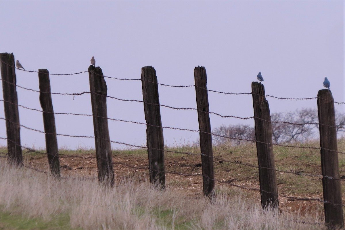 Mountain Bluebird - ML310868361