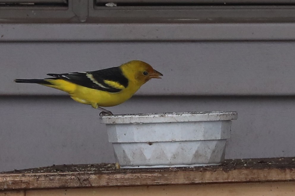 Western Tanager - ML310869621