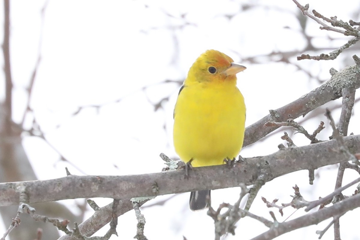 Western Tanager - ML310869631