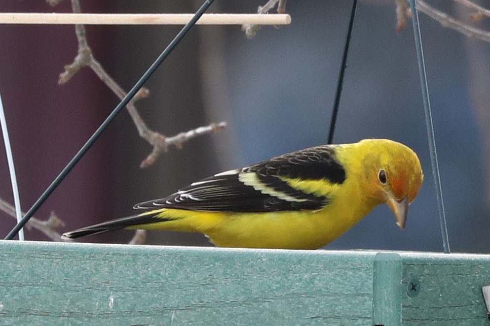 Western Tanager - ML310869651