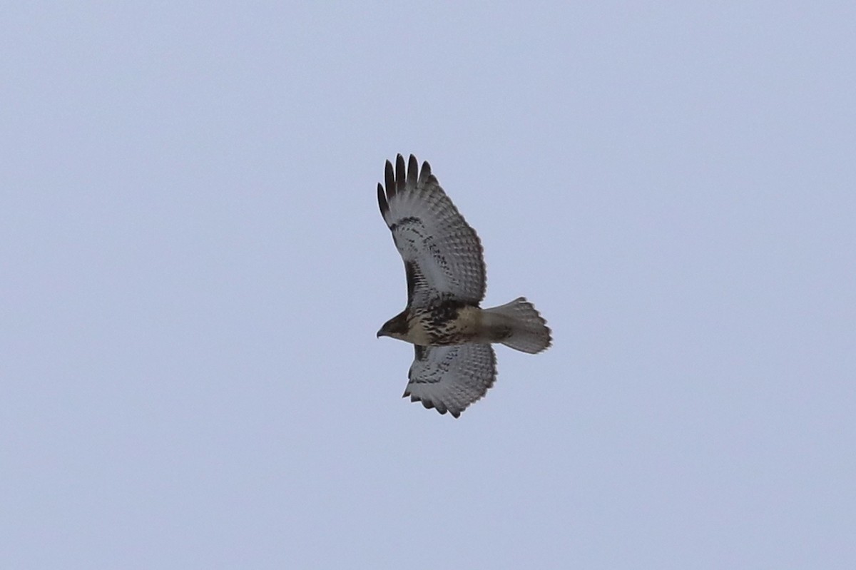 Red-tailed Hawk - ML310869701