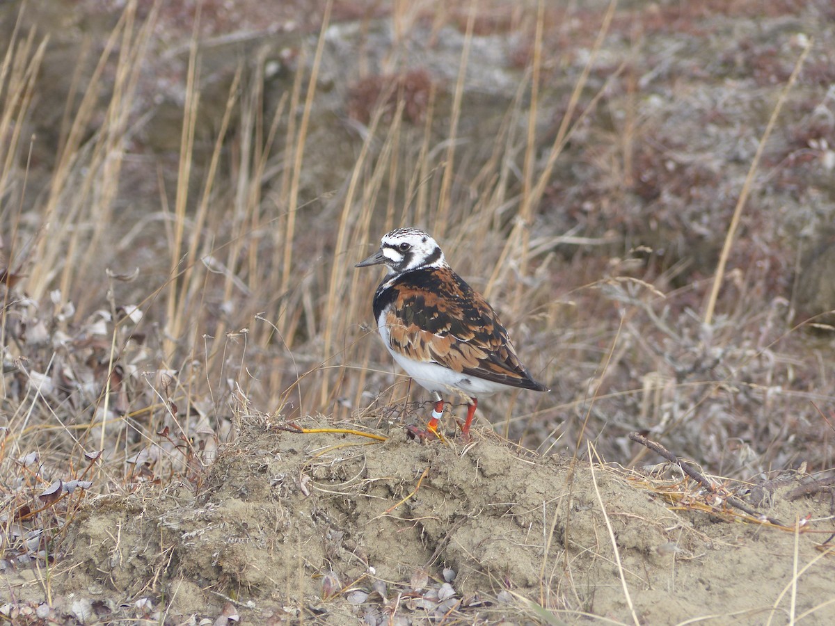 Ruddy Turnstone - Deven Kammerichs-Berke