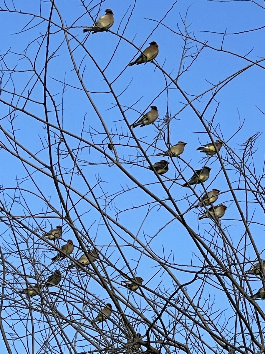 Cedar Waxwing - ML310872871