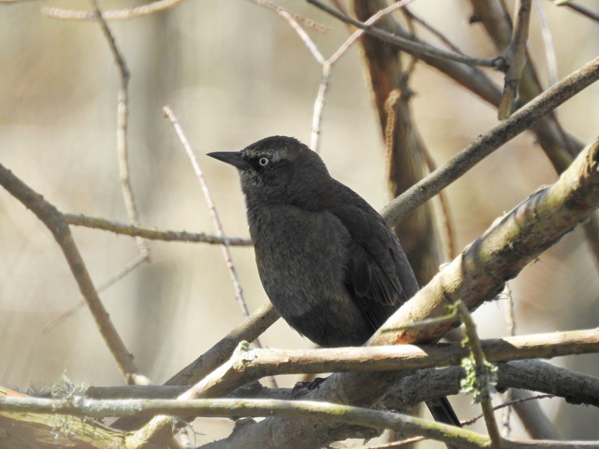 Rusty Blackbird - ML310873421