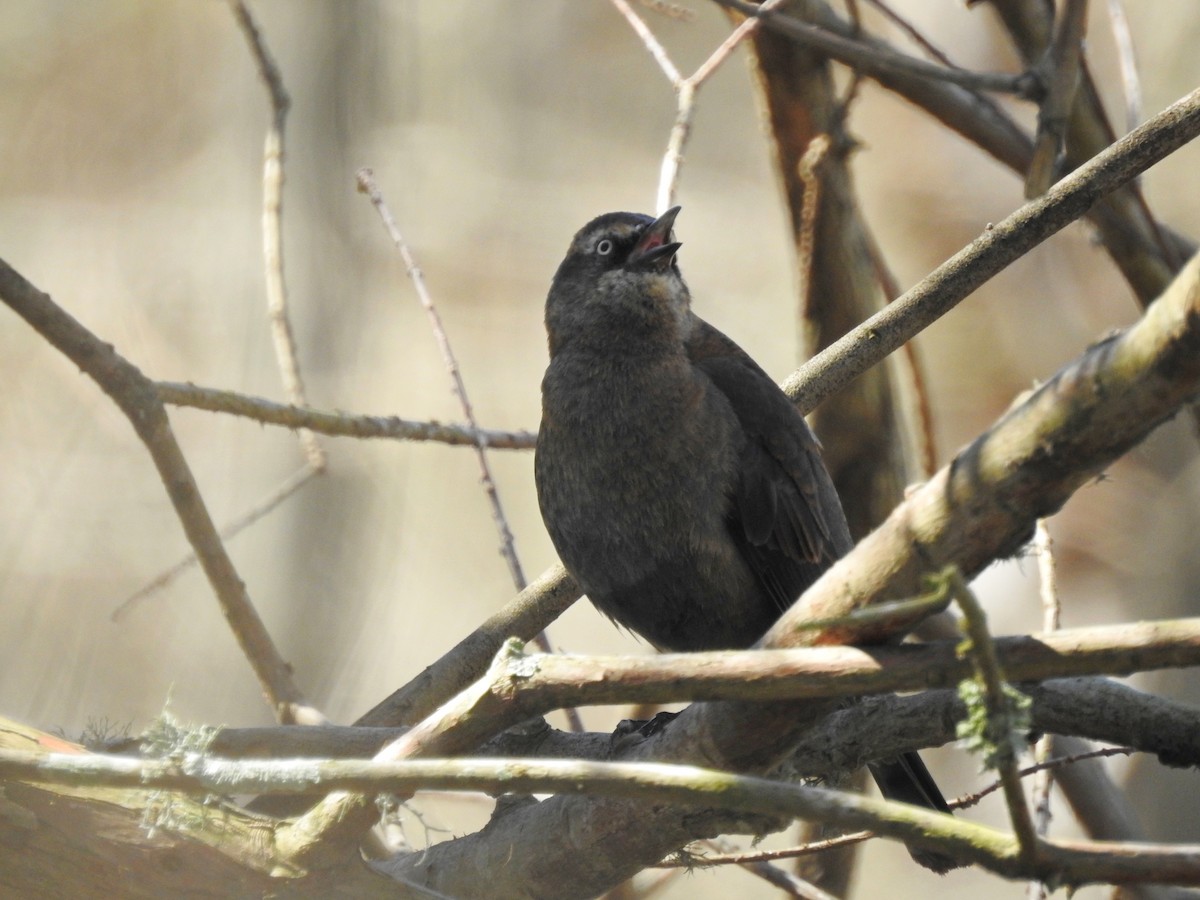 Rusty Blackbird - ML310873431