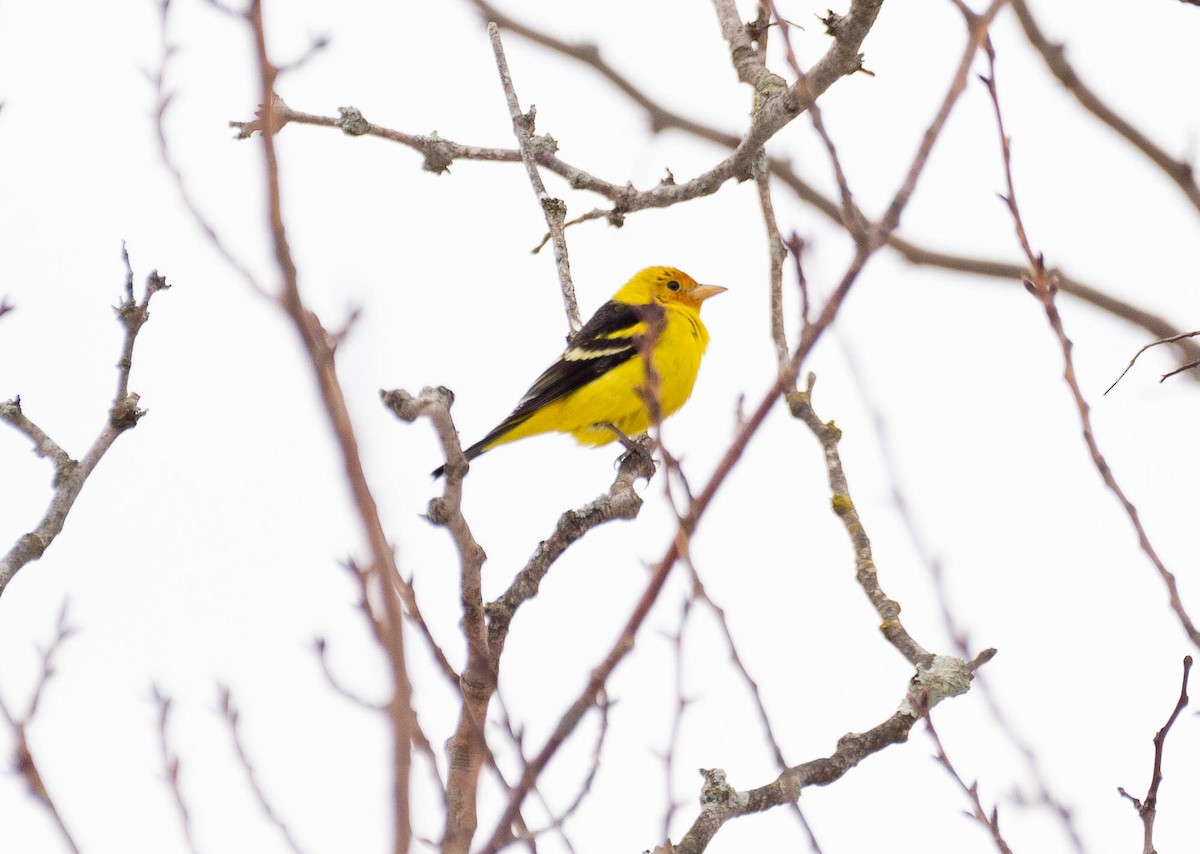 Western Tanager - ML310874471