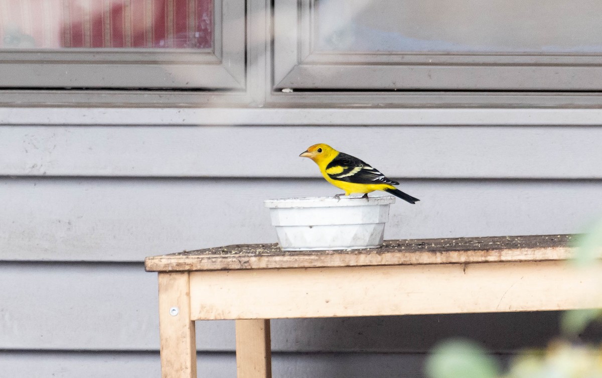 Western Tanager - ML310874481