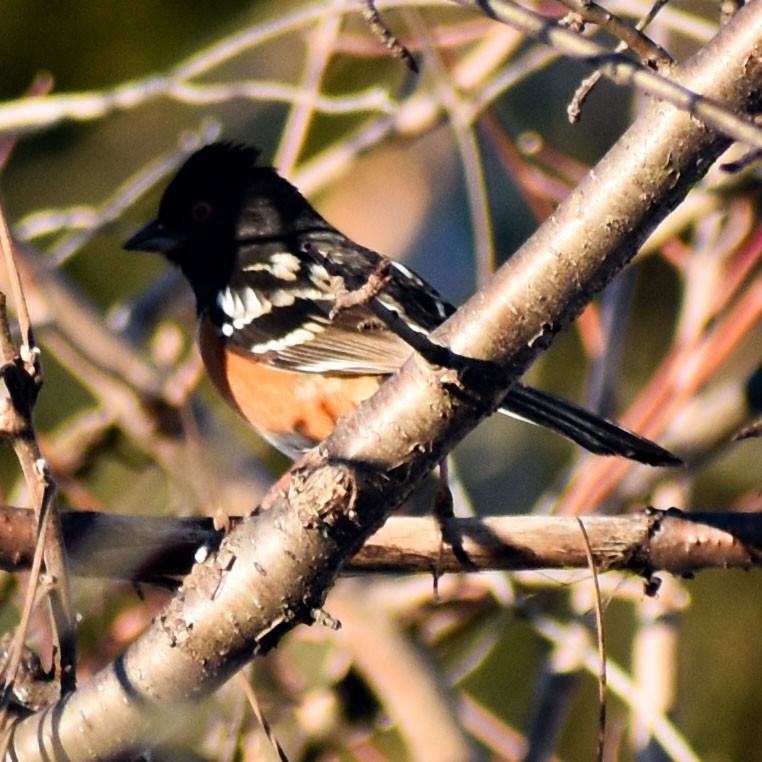 Spotted Towhee - ML310874611