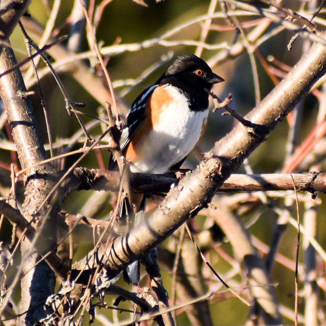 Spotted Towhee - ML310874621