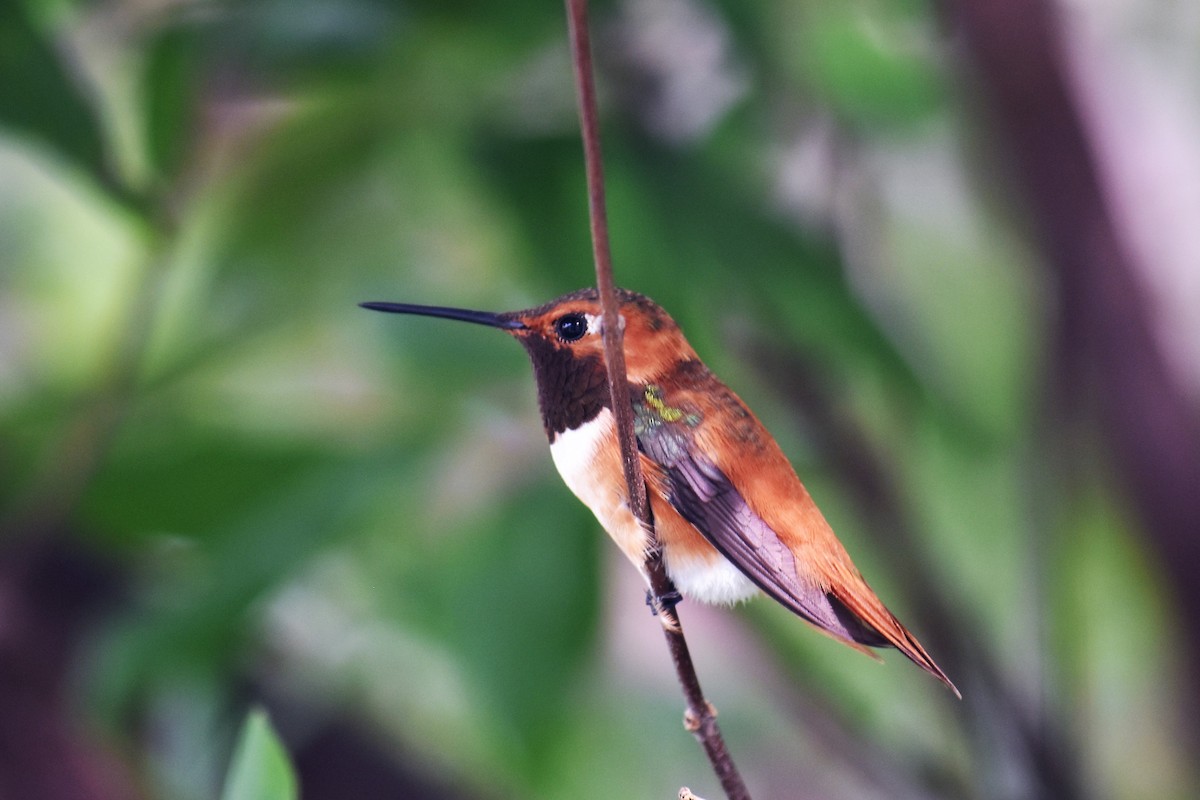 Rufous Hummingbird - ML310874821