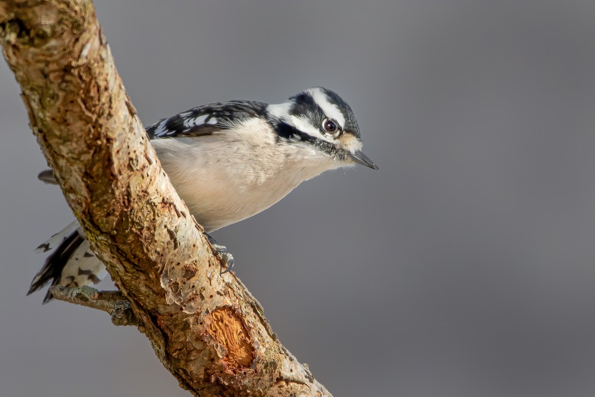 Downy Woodpecker - ML310875881