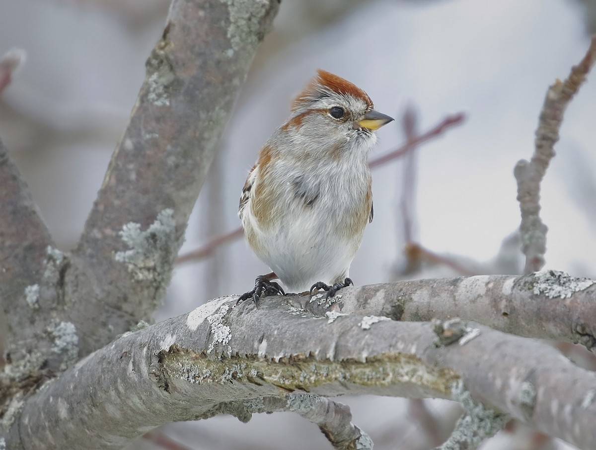 American Tree Sparrow - ML310879881