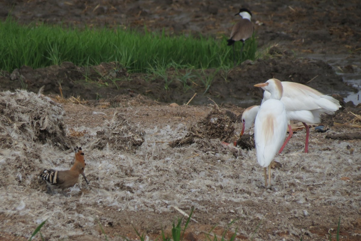 Western Cattle-Egret - ML310881981
