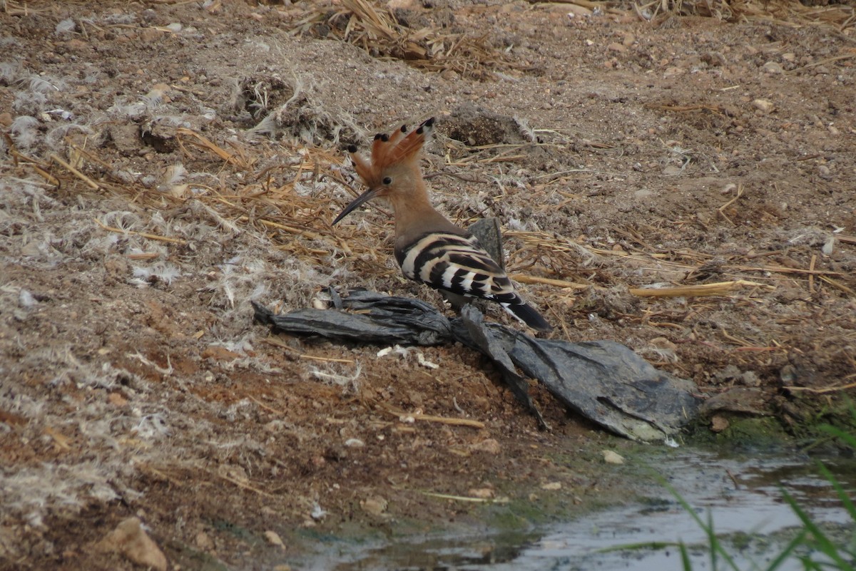 Eurasian Hoopoe - ML310882091