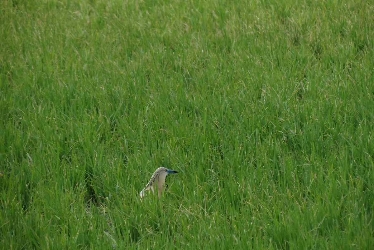 Squacco Heron - ML310882231