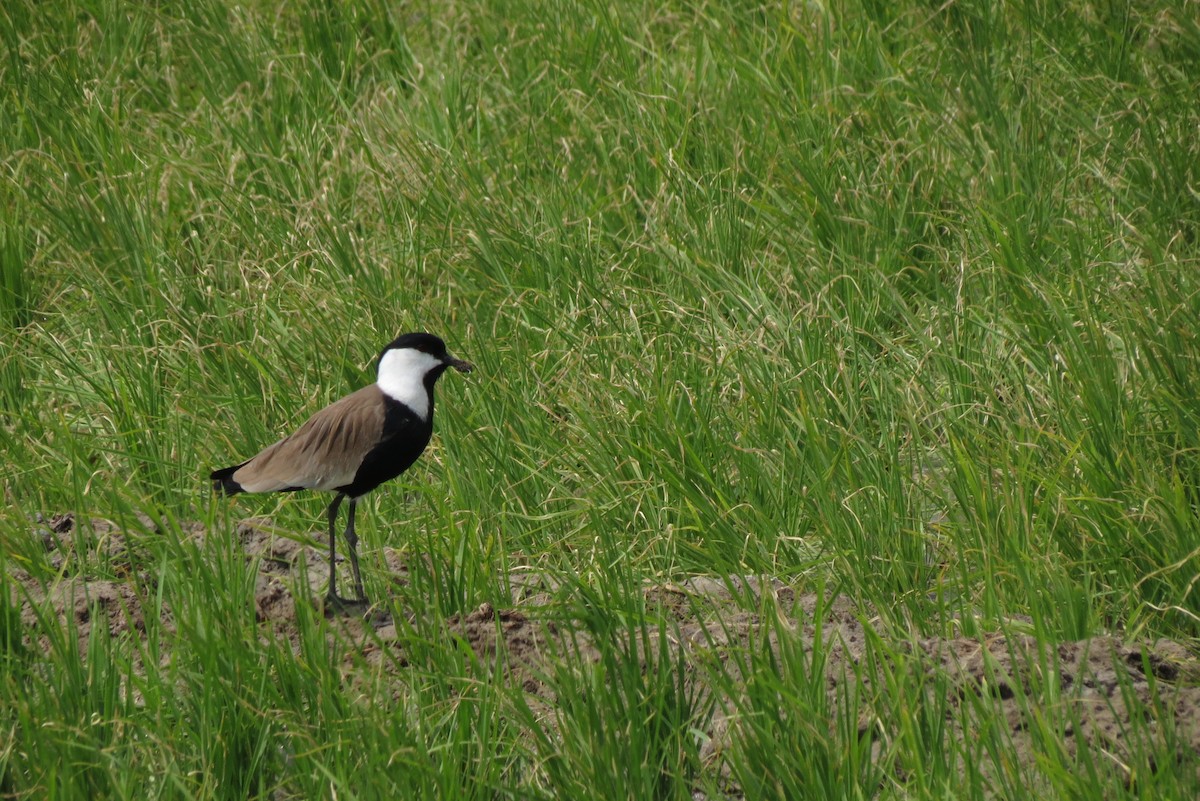 Spur-winged Lapwing - ML310882561