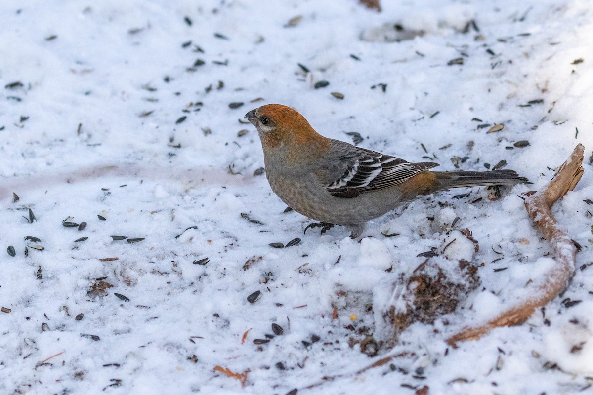 Нарсны шүршүү - ML310883121