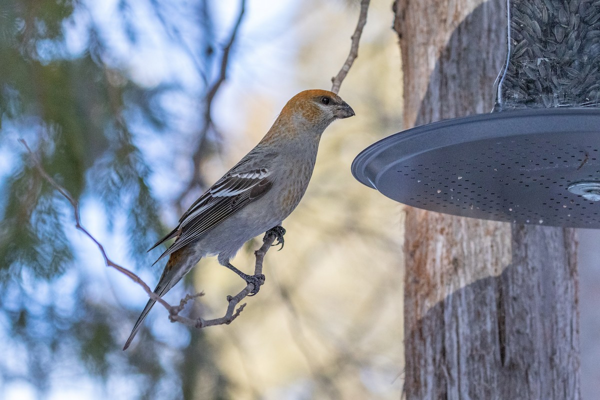 Нарсны шүршүү - ML310883331