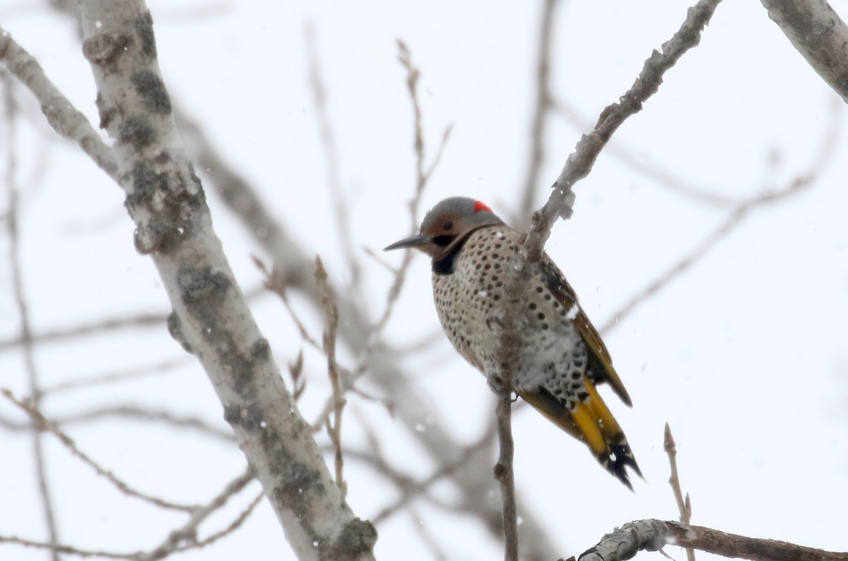 Northern Flicker (Yellow-shafted) - ML310883341