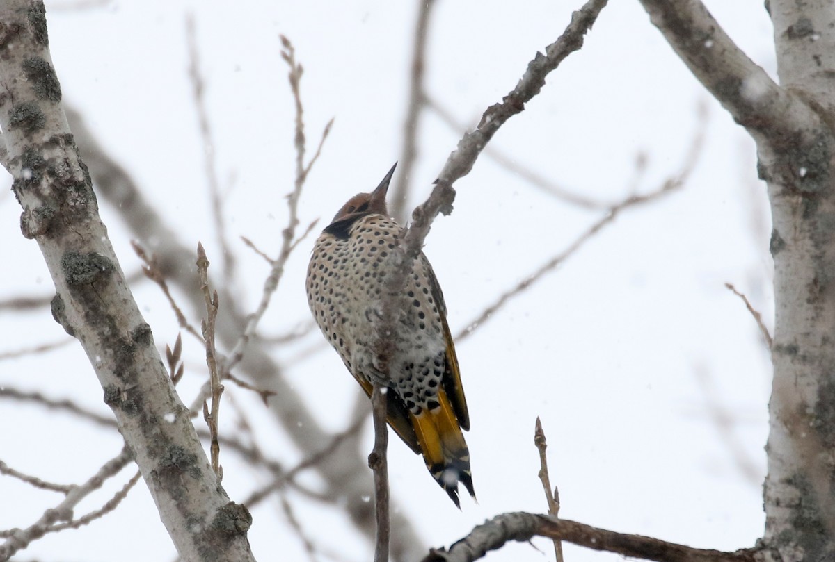 Northern Flicker (Yellow-shafted) - Jay McGowan