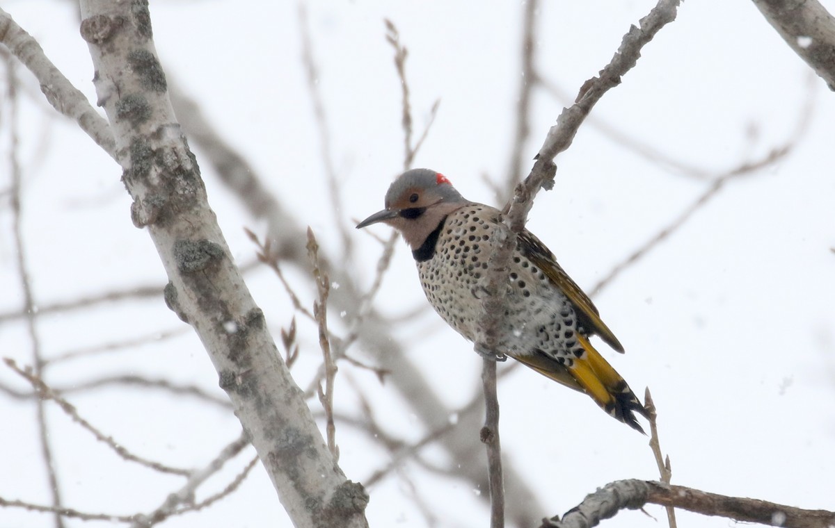 Northern Flicker (Yellow-shafted) - ML310883361
