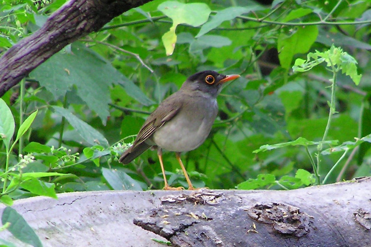 Black-headed Nightingale-Thrush - ML31088341