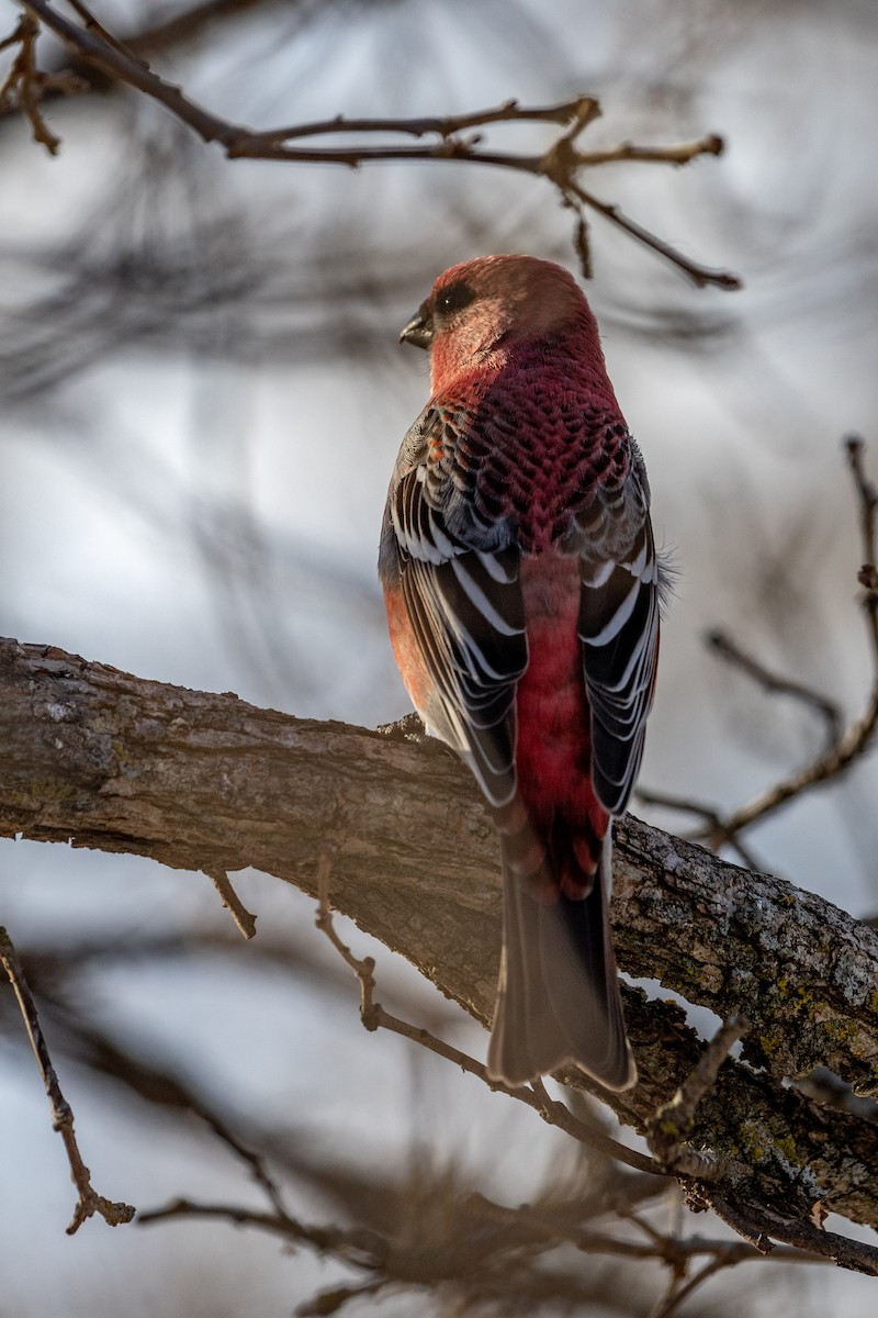 Нарсны шүршүү - ML310887541