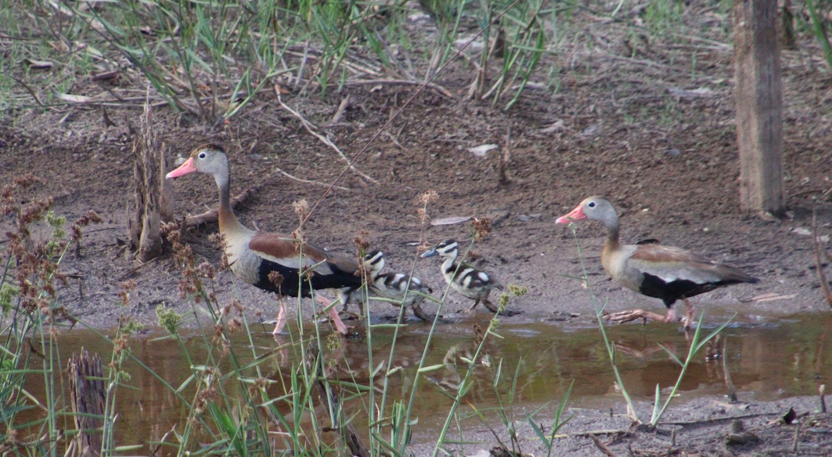 Black-bellied Whistling-Duck - ML310887561