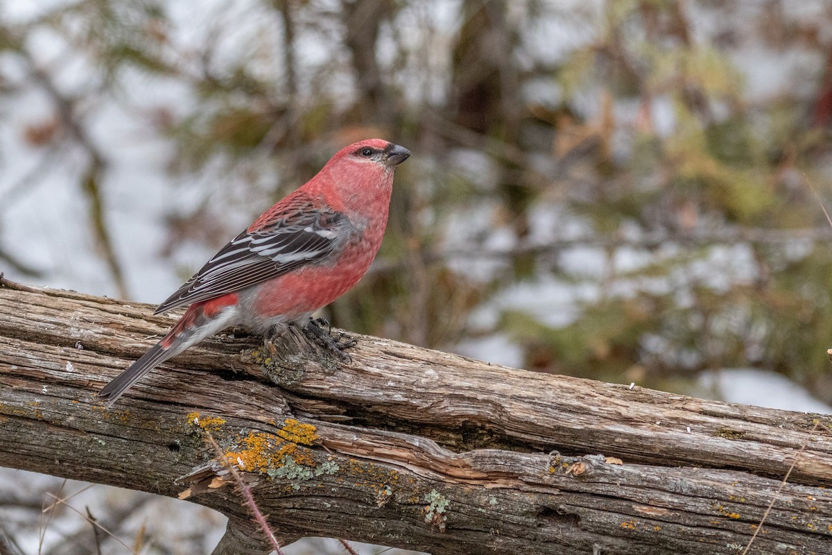 Нарсны шүршүү - ML310887661