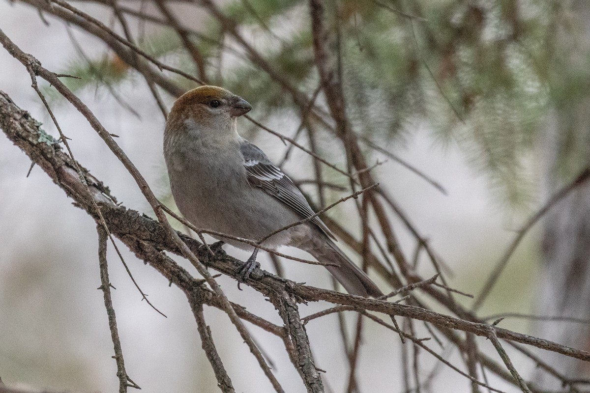 Нарсны шүршүү - ML310887701