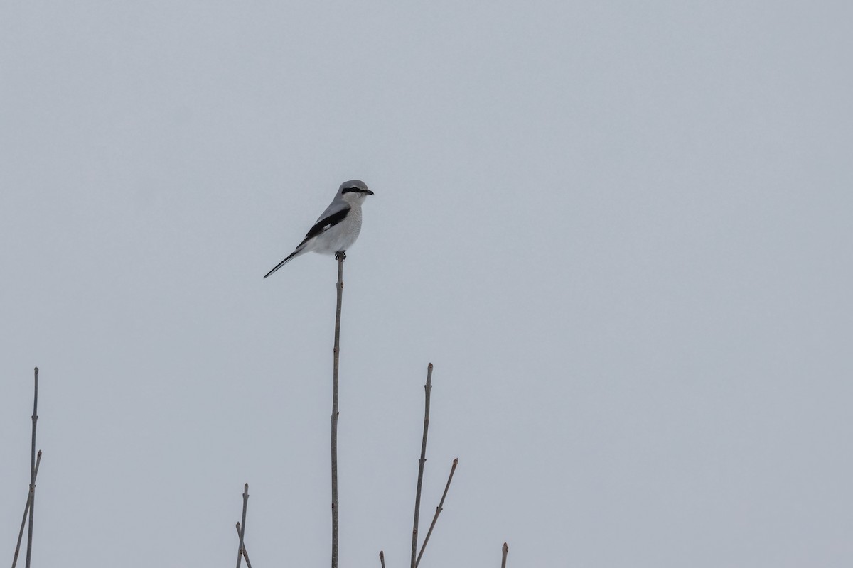 Northern Shrike - ML310888421