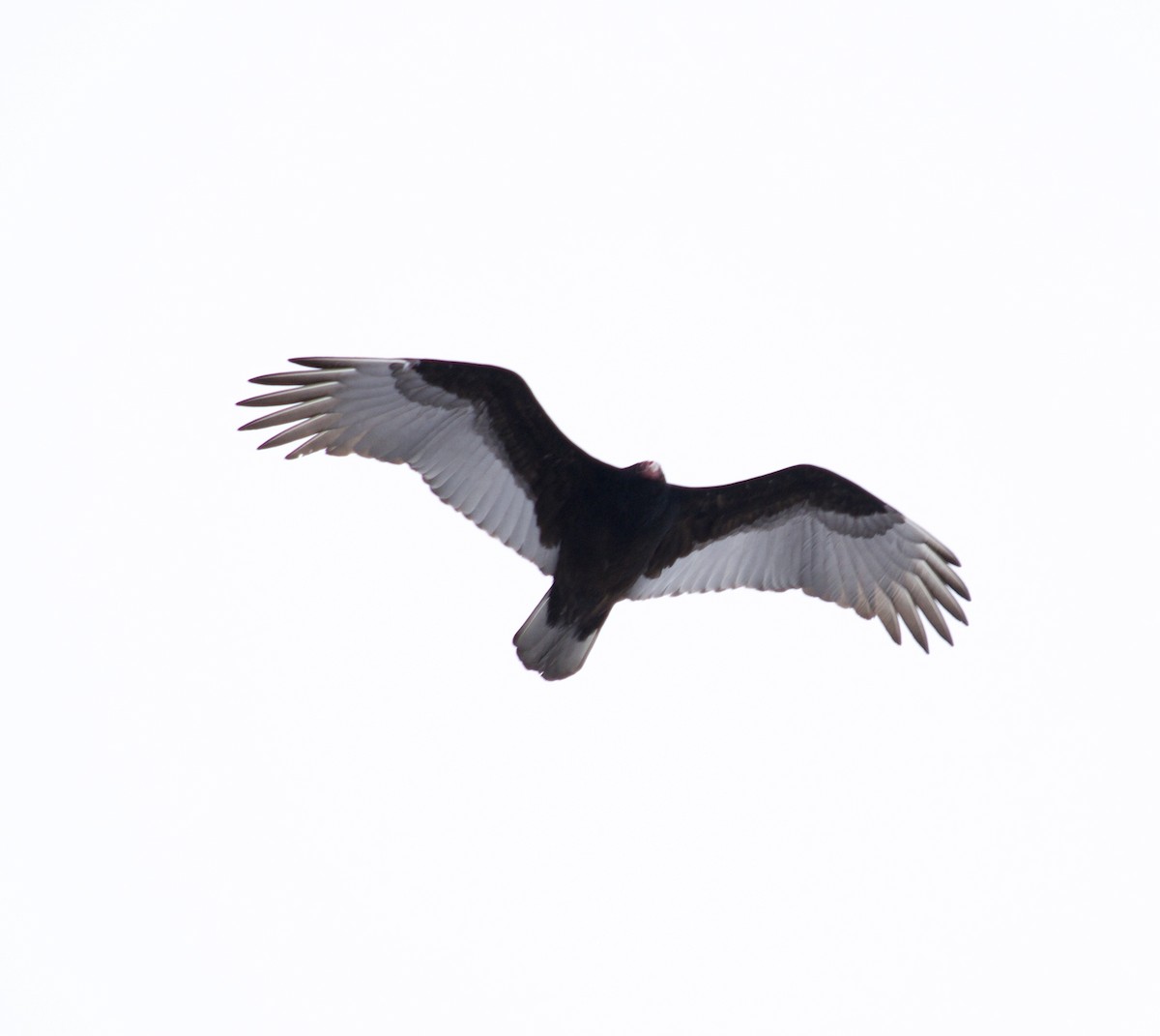 Turkey Vulture - Michael Niven