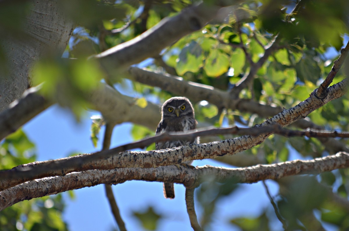 Austral Pygmy-Owl - Sabrina Villalba