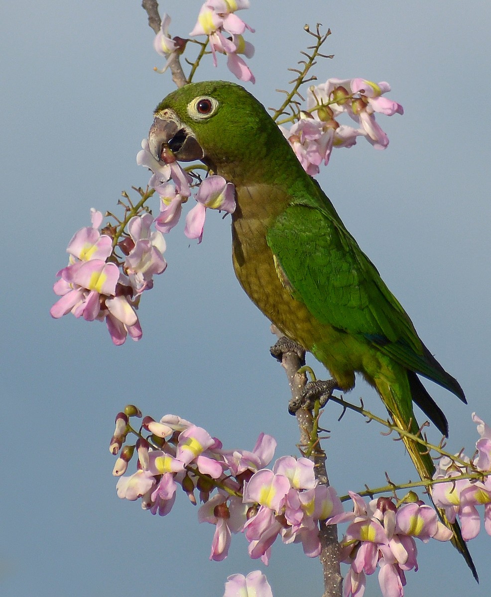Olive-throated Parakeet - ML310890101
