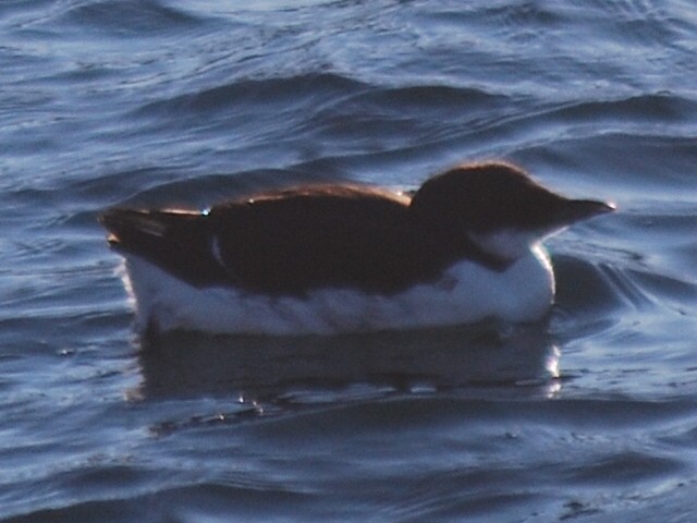 Thick-billed Murre - ML310890251