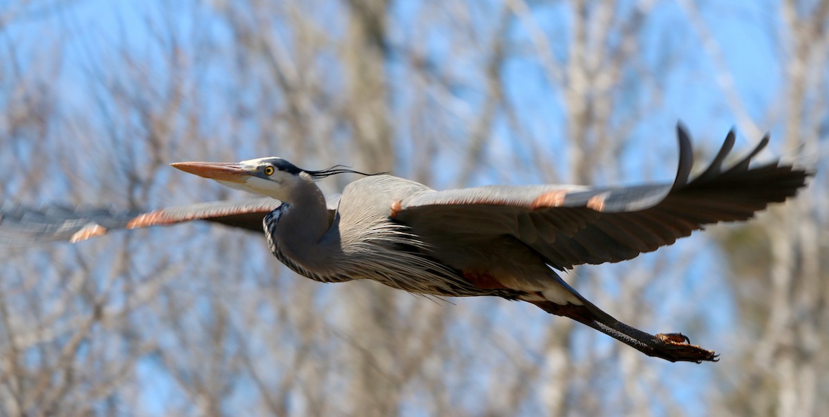 Great Blue Heron - ML310890861