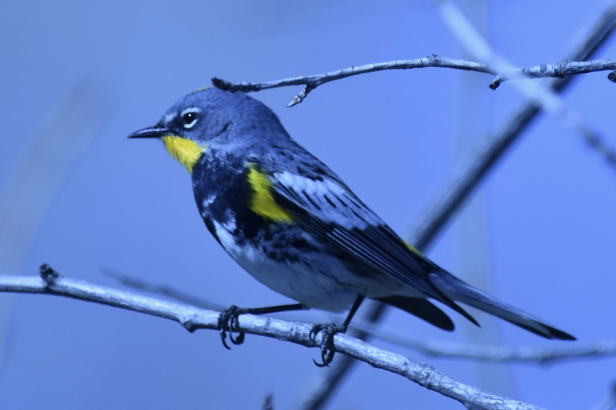 Yellow-rumped Warbler - ML310890911