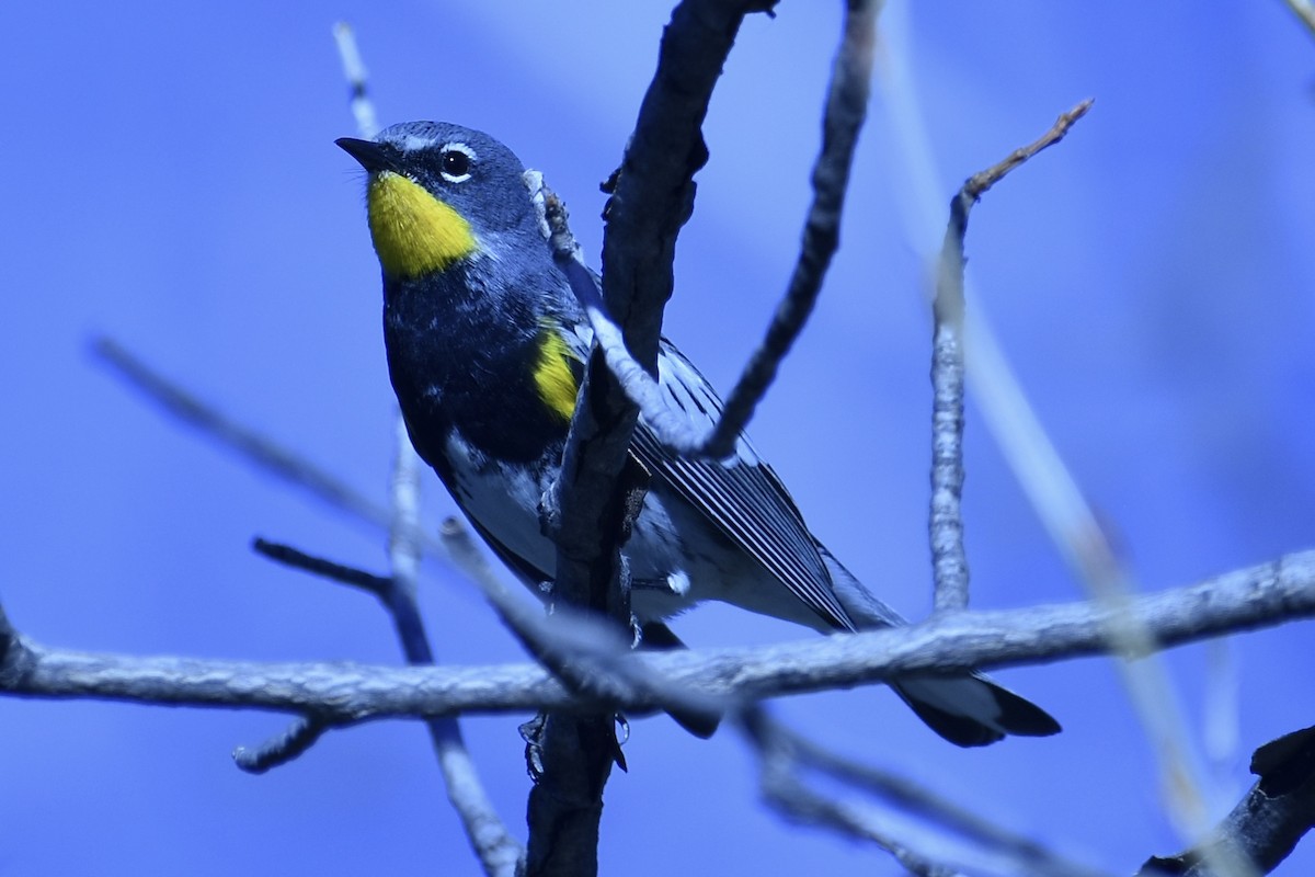 Yellow-rumped Warbler - Scott Moreland