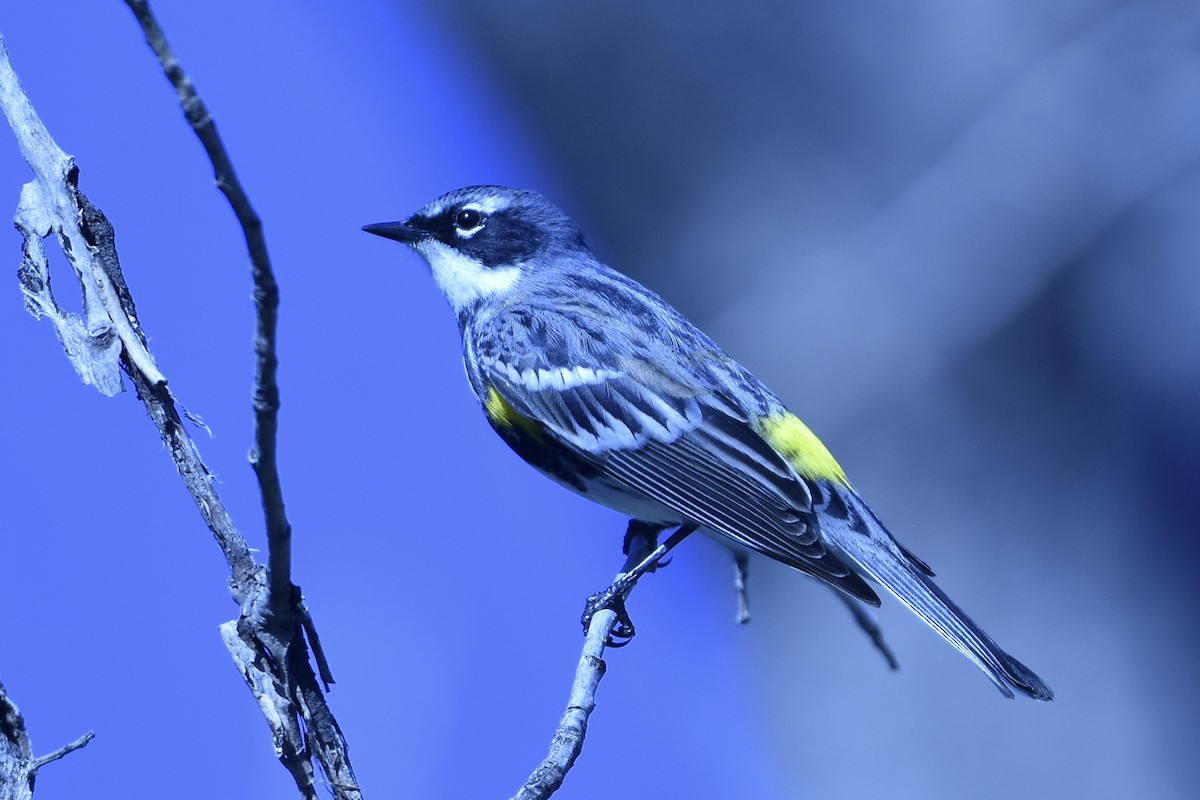 Yellow-rumped Warbler - ML310891431