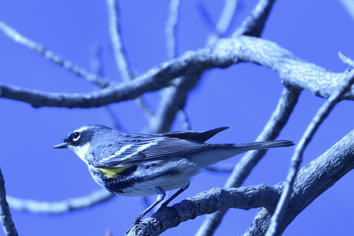 Yellow-rumped Warbler - ML310891441