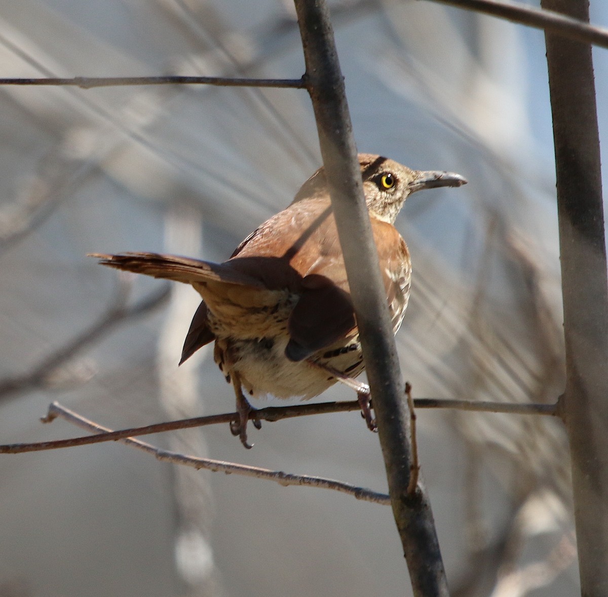 Brown Thrasher - ML310891591