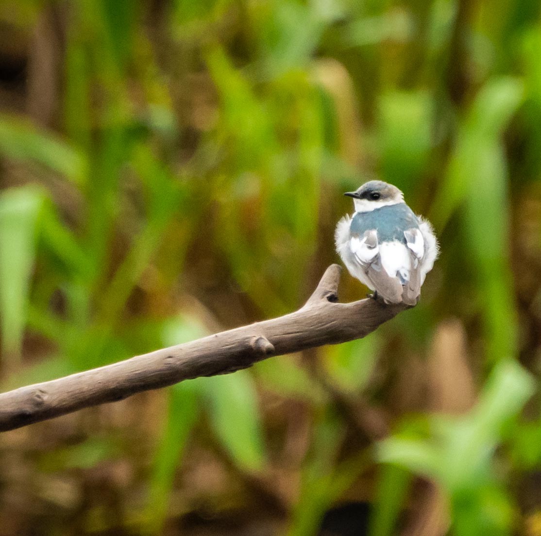 White-winged Swallow - Graciela  Neira