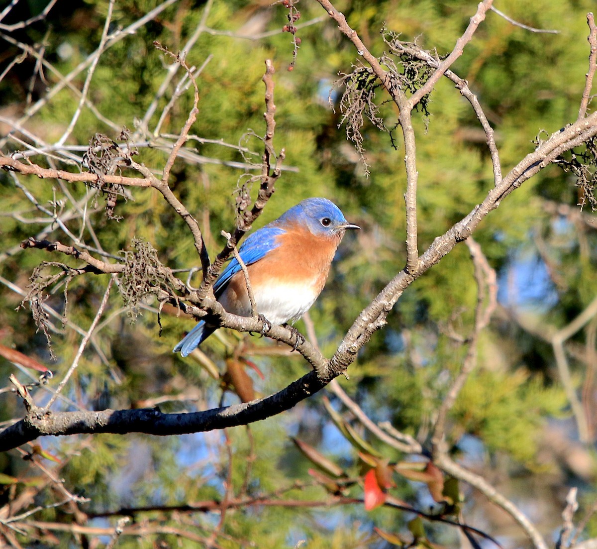 Eastern Bluebird - ML310893131