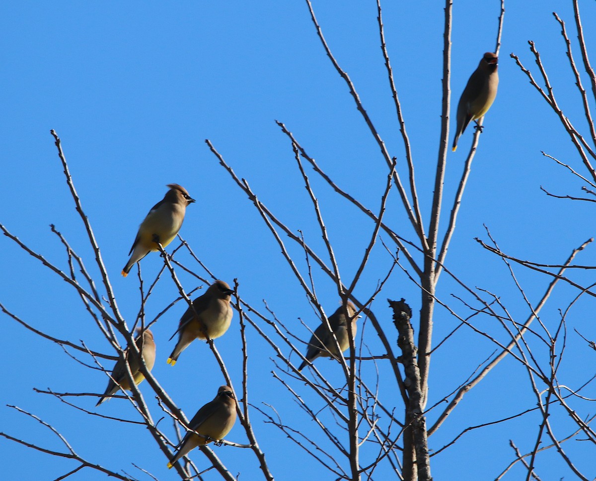 Cedar Waxwing - ML310893181